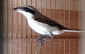 Mimpi Dapat Anakan Burung Cendet